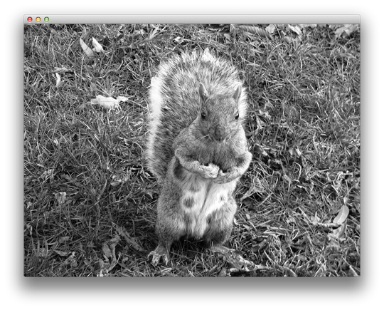Gray squirell texture over quad